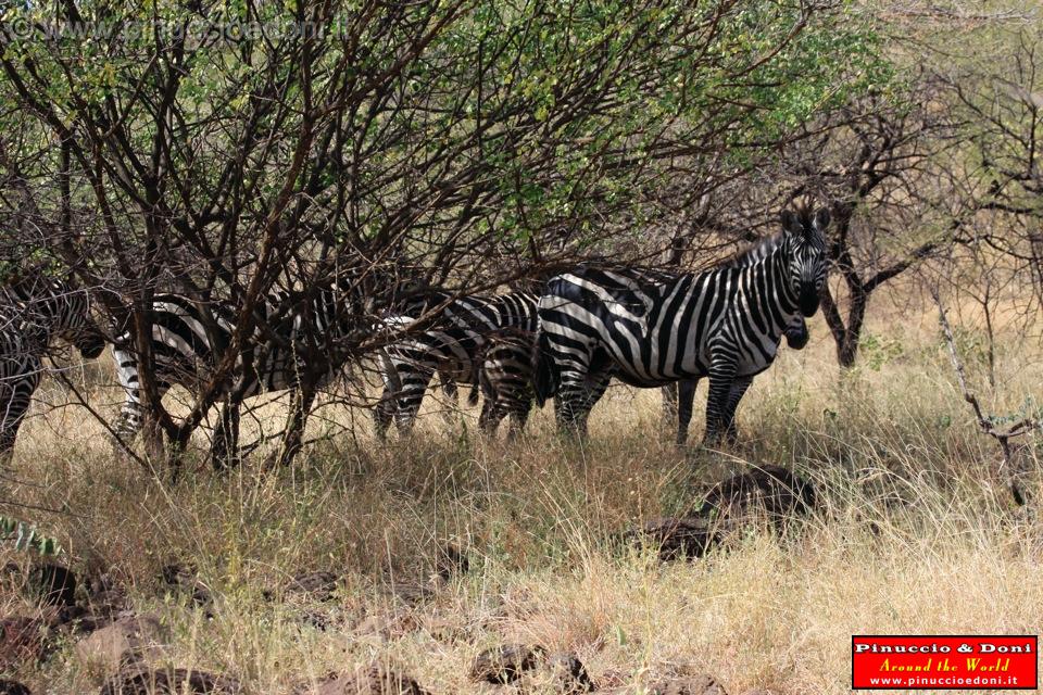 Ethiopia - Netch Sar Park - 31.jpg